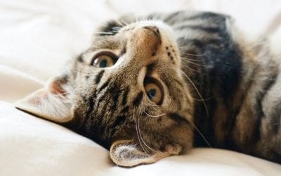 Alternatives to Declawing