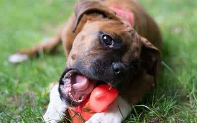 Correcting Destructive Chewing in Dogs