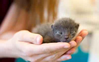 They’ve arrived! Kitten Shower: Saturday, May 12th