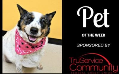 Pet of the Week – NewNew!