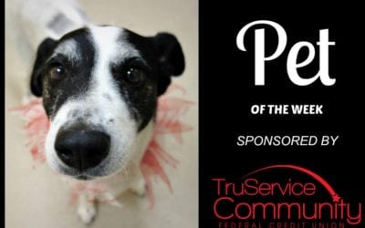 Pet of the Week – Suzy!