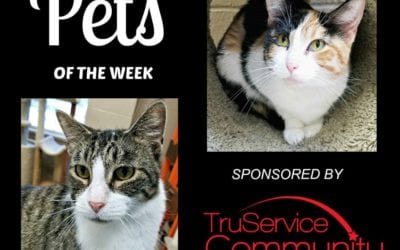 Pets of the Week – Patches & Sunny!