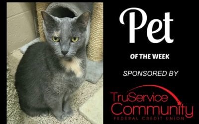 Pet of the Week – Tonks!