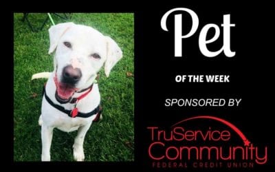 Pet of the Week – Brent!