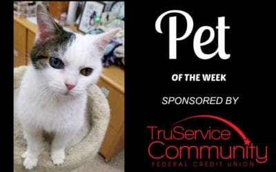 Pet of the Week – Katie Bell!