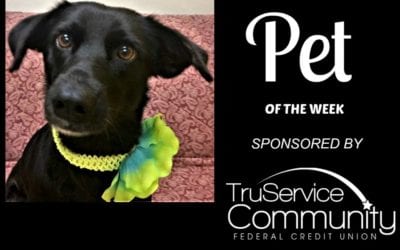 Pet of the Week – Sweetie!