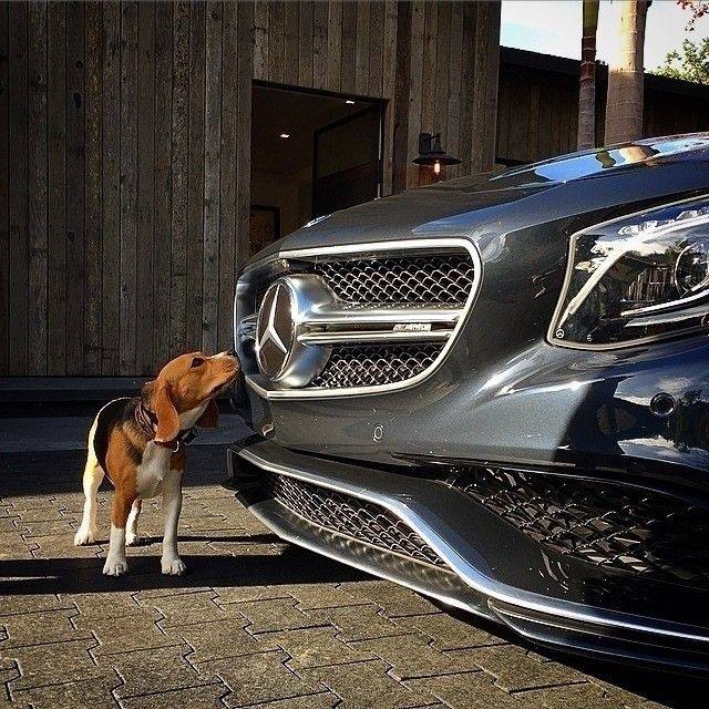 Dog admiring a Mercedes-Benz auto