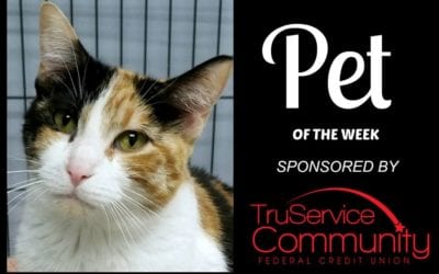 Pet of the Week – Patches