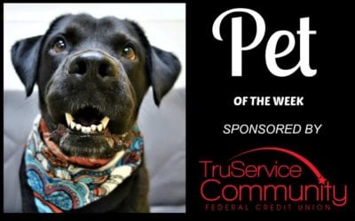 Pet of the Week – Suzy!