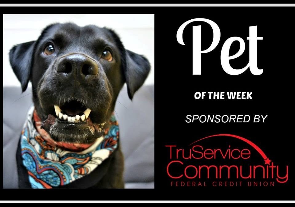 Suzy - Pet of the Week