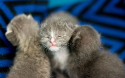 What To Do If You Find Orphaned Kittens