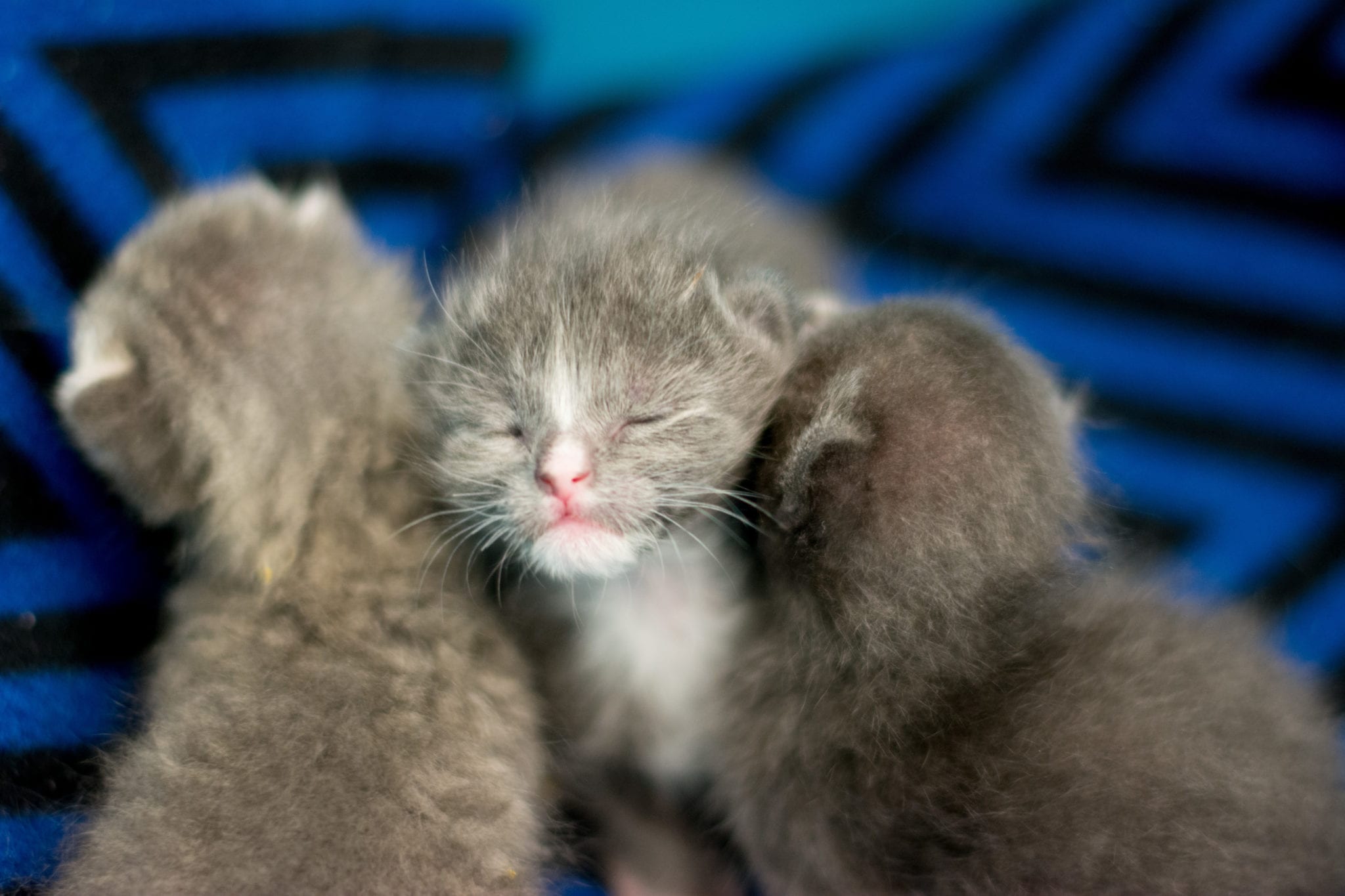 how to care for abandoned newborn kittens