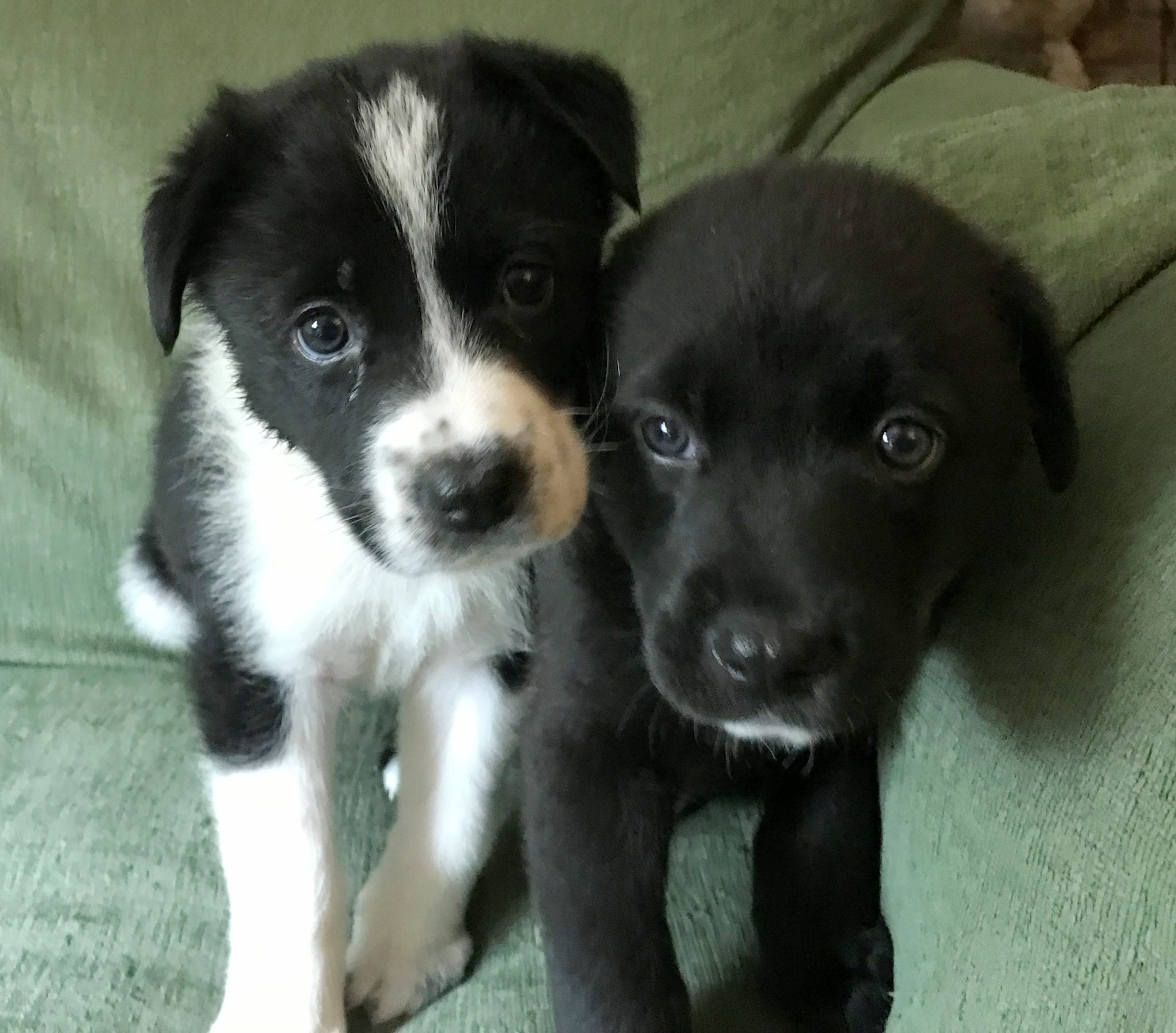 Two cute foster puppies
