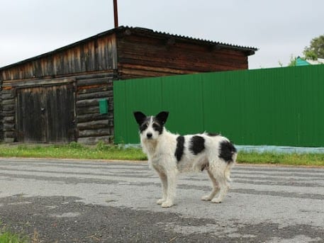 Black and white dog roaming unsupervised on a country road