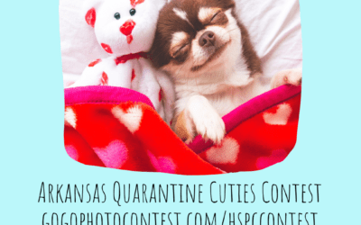 Quarantine Cuties Photo Contest