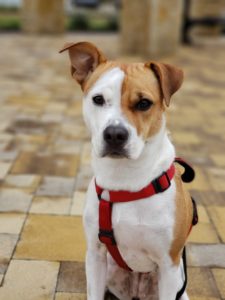 cgc dog training near me