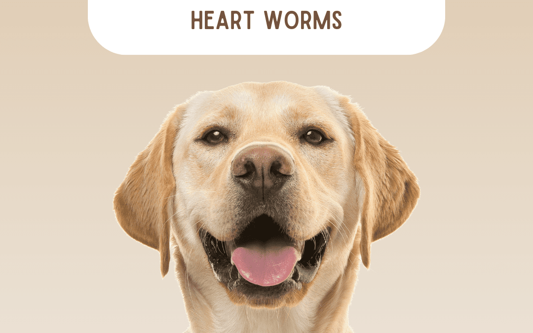 The Dangers of Heartworm Disease for Dogs in Arkansas