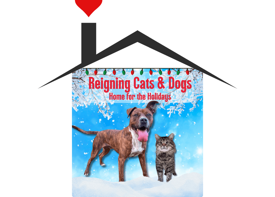 It’s Reigning Cats & Dogs!