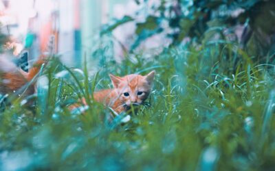 What Do You Do If You Find Kittens Outside