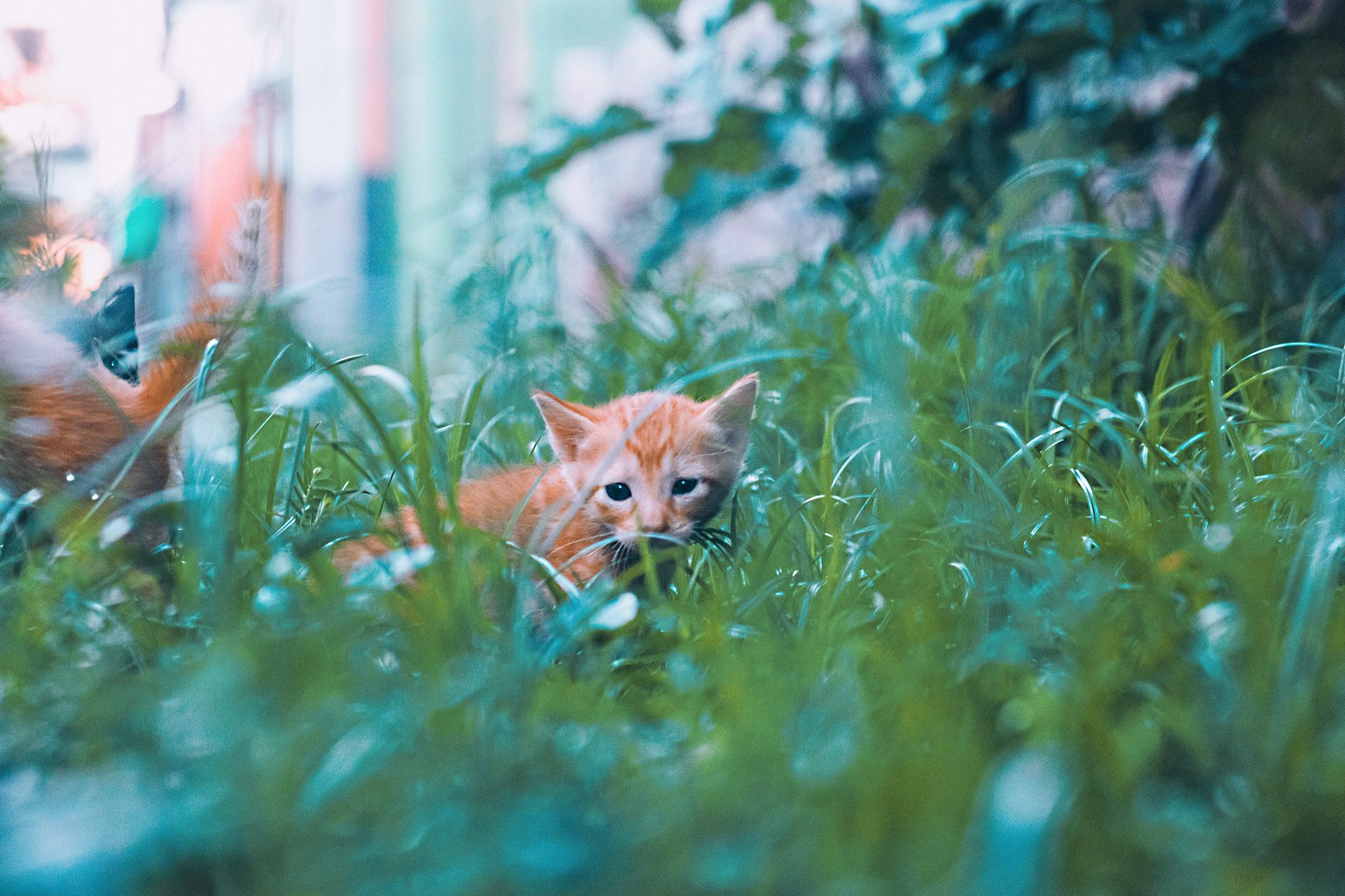 Kitten outside hiding in grass